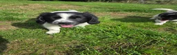 Kruising honden te koop: Friese Stabij/Border CollieXFriese Stabij reutjes - Advertentie 17
