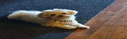 Maltezer honden ter dekking: Mini malzeter  - Advertentie 4