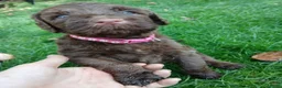 Labradoodle honden te koop: Lieve Labradoodle pups zoeken gouden mandje - Advertentie 13