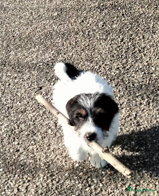Jack Russel Terriër honden Jack Russell pup reutje met stamboom - Advertentie 1