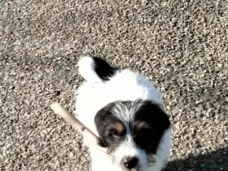 Jack Russel Terriër honden Jack Russell pup reutje met stamboom - Advertentie 2