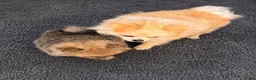 Pomeriaan honden te koop: Pomeriaan pups  - Advertentie 7