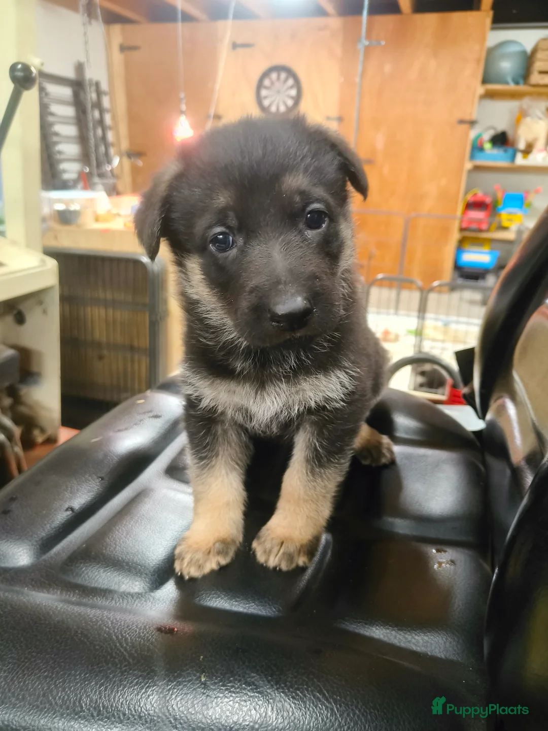 Duitse Herder honden te koop: Prachtige Duitse herder pups * mogen vd week weg * - Advertentie 11