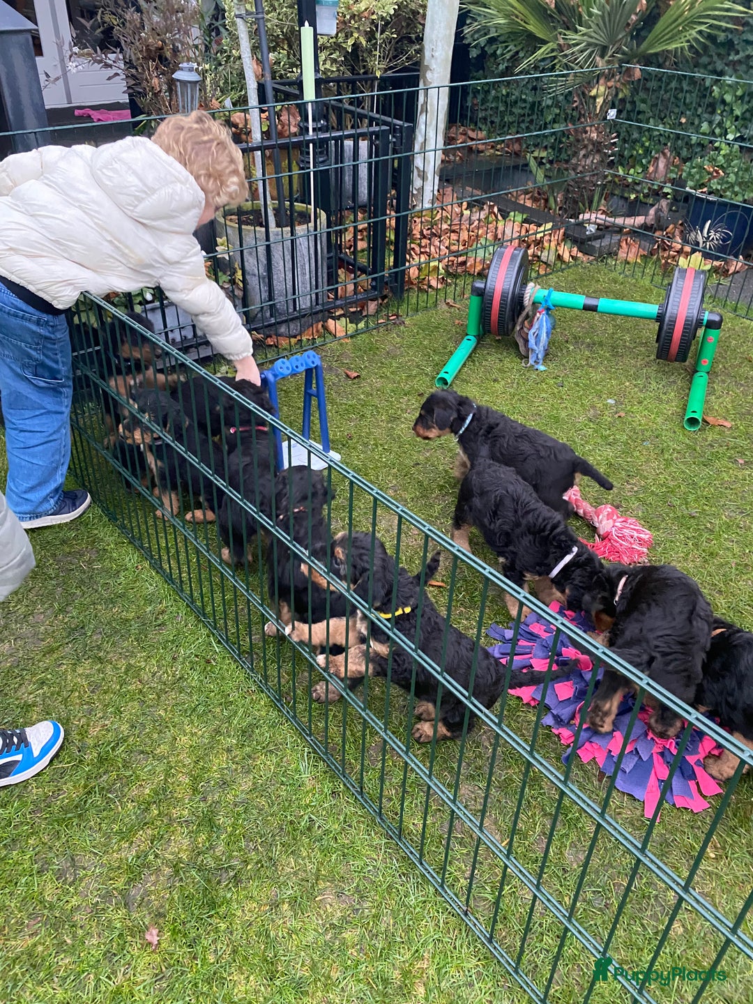 Airedale Terriër honden te koop: Airedale terriër pups  - Advertentie 20