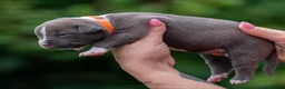 Amerikaanse Bully honden te koop: American Bully pups geboren - 24 juni  - Advertentie 11