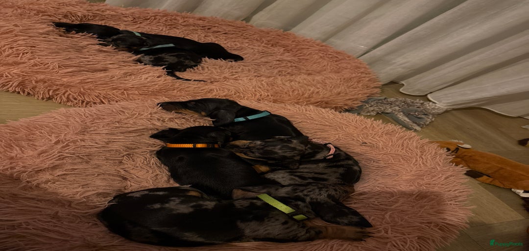 Galerij afbeelding {{count}}