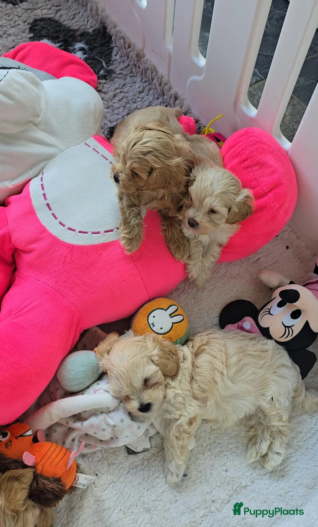 Maltipoo honden te koop: Mooie lieve maltipoo pup pups maltezer toy poedel  - Advertentie 2
