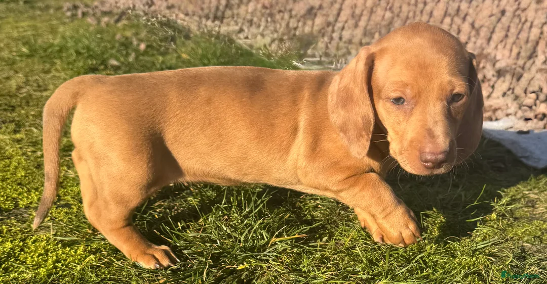 Teckel (korthaar)  honden te koop: teckel teefje in huis opgevoed ouders aanwezig  - Advertentie 6