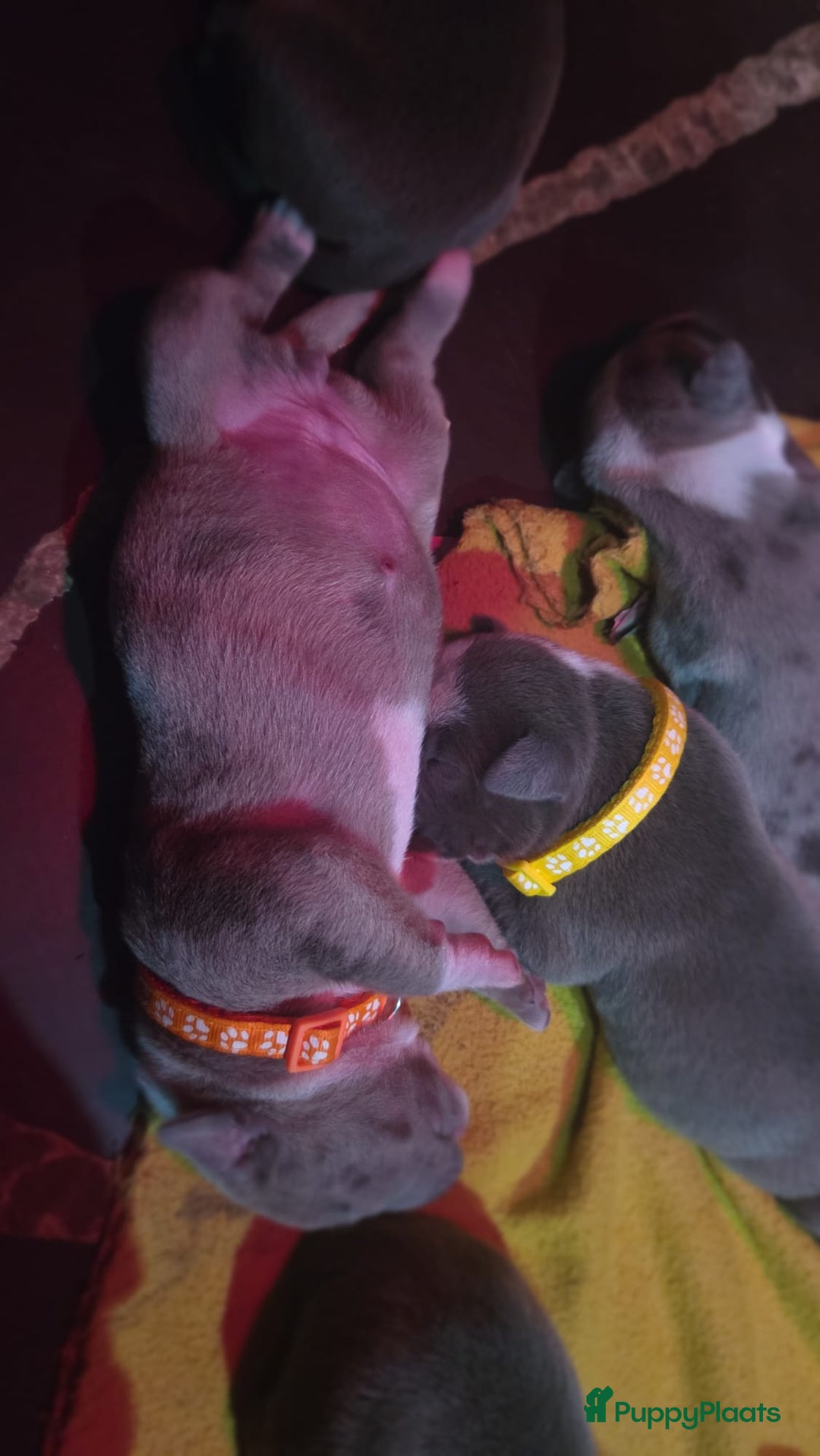 Amerikaanse Bully honden te koop: Hele lieve American bully xl pups - Advertentie 4