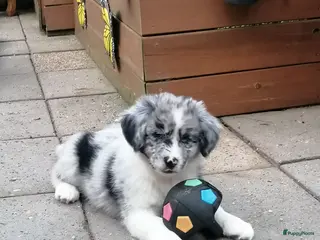 Kruising honden Mooie knapper te koop - Advertentie 1