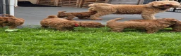 Labradoodle honden te koop: Mini labradoodles mogen verhuizen  - Advertentie 7