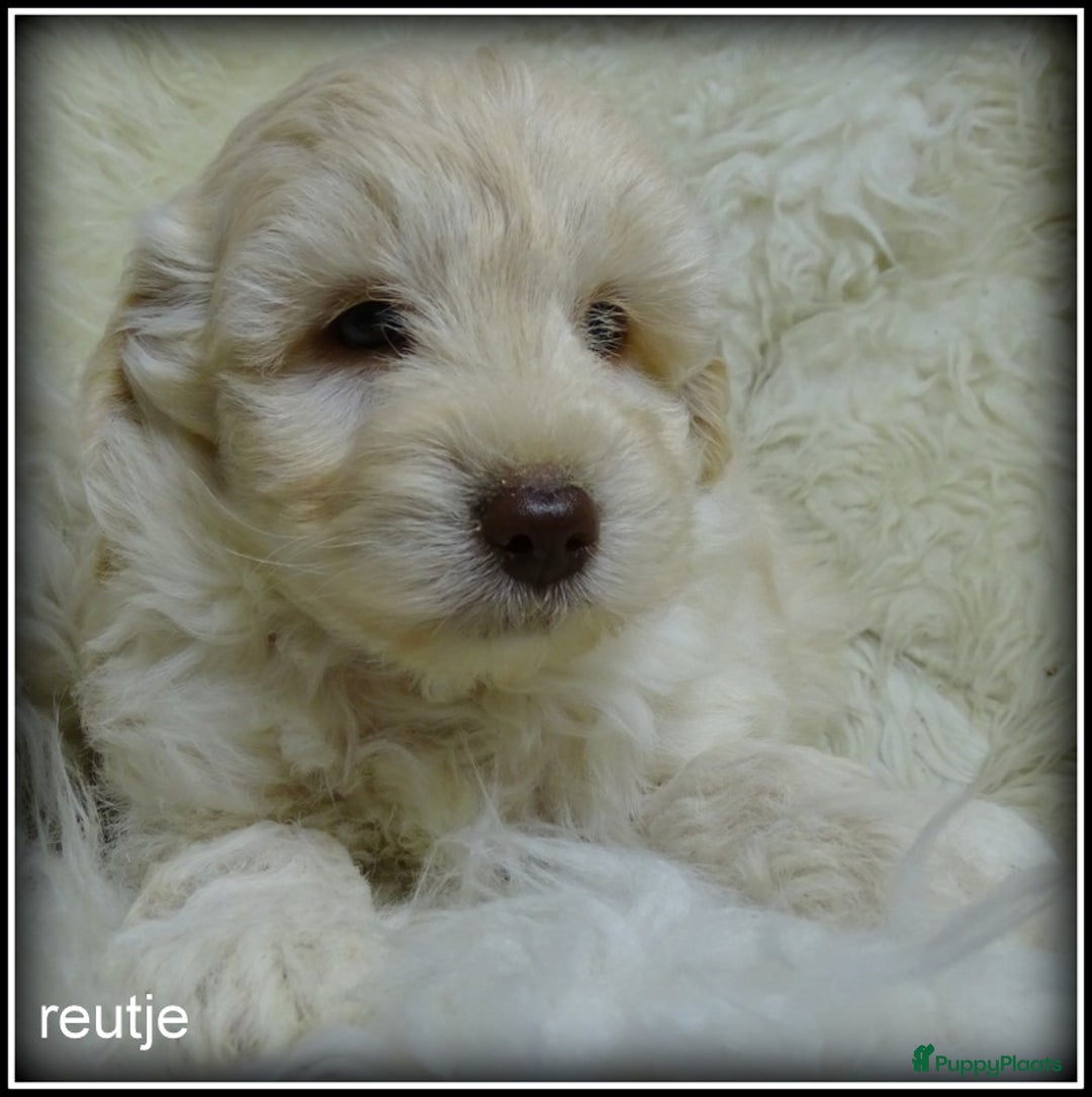 Labradoodle honden te koop: Labradoodle pups F4 +/- 45 cm - Advertentie 5