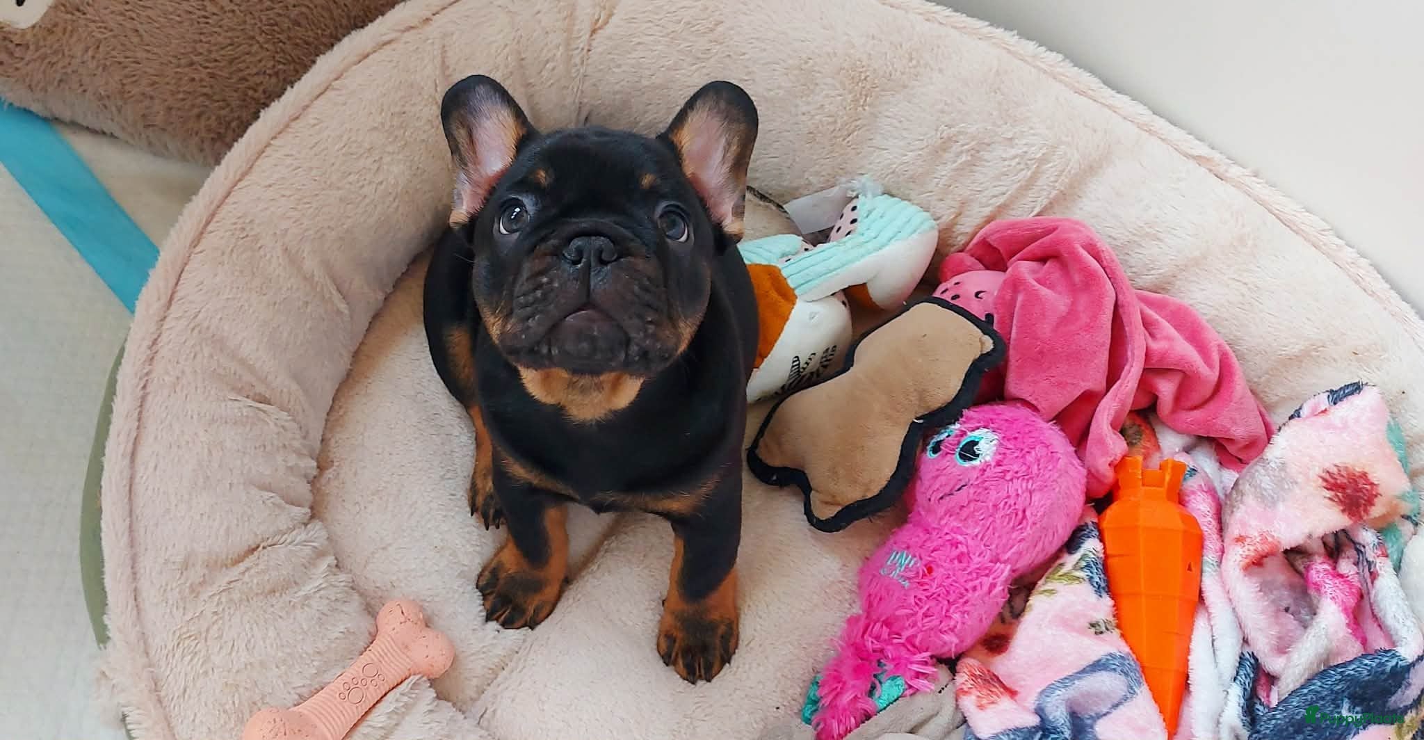 Franse Bulldog honden Prachtige Franse Bulldog pups met stamboom - Advertentie 2