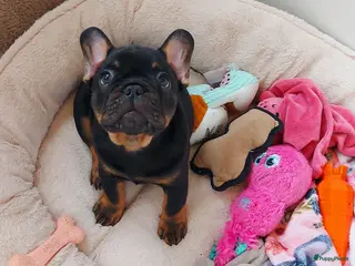 Franse Bulldog honden Prachtige Franse Bulldog pups met stamboom - Advertentie 2