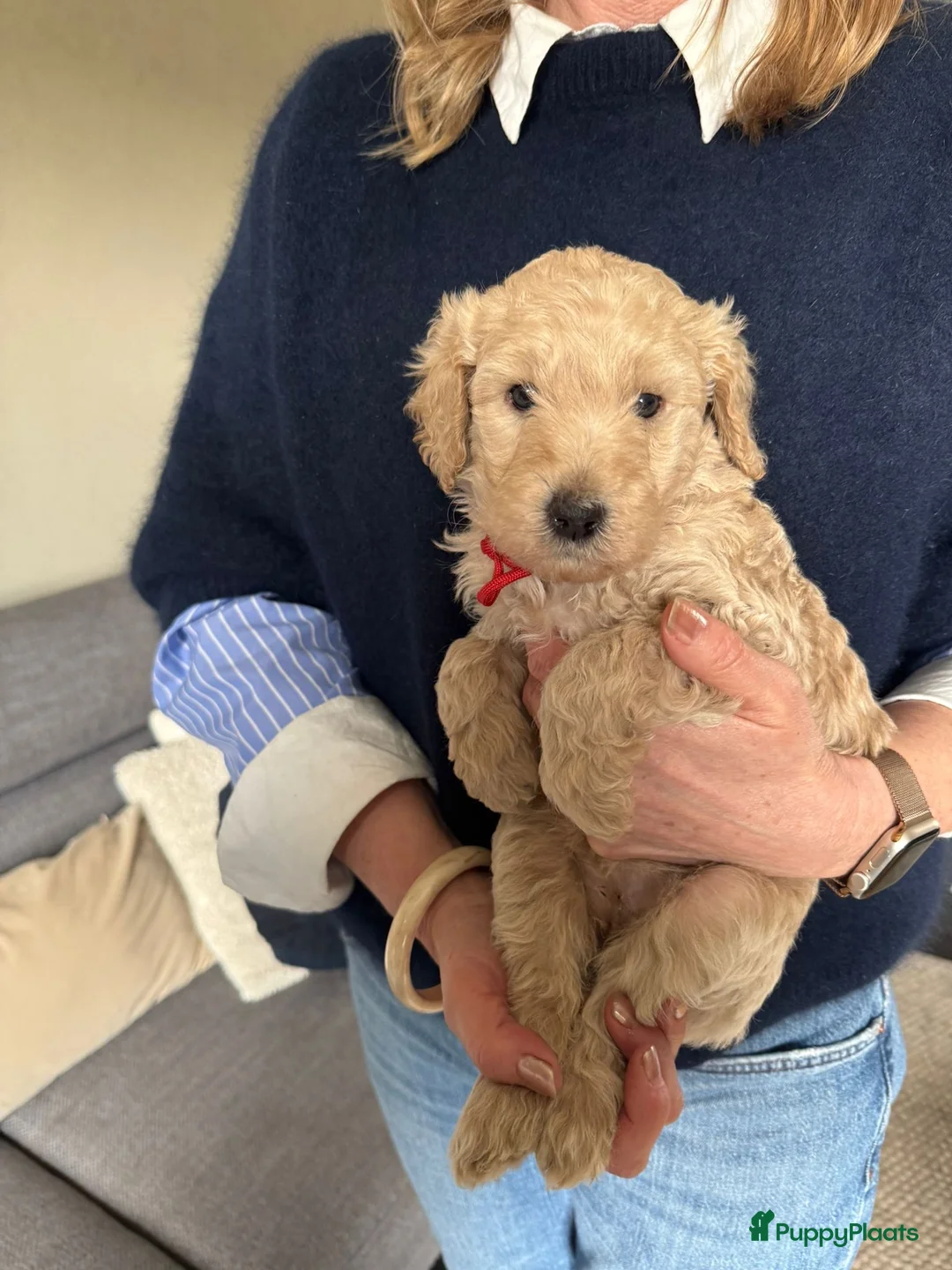 Labradoodle honden te koop: Schattige labradoodles medium/ 17 april ophalen  - Advertentie 2