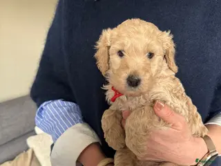 Labradoodle honden Schattige labradoodles medium/ 17 april ophalen - Advertentie 4