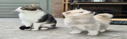 Kruising honden te koop: Pomsky x shiba inu (1/4) pups - Advertentie 2
