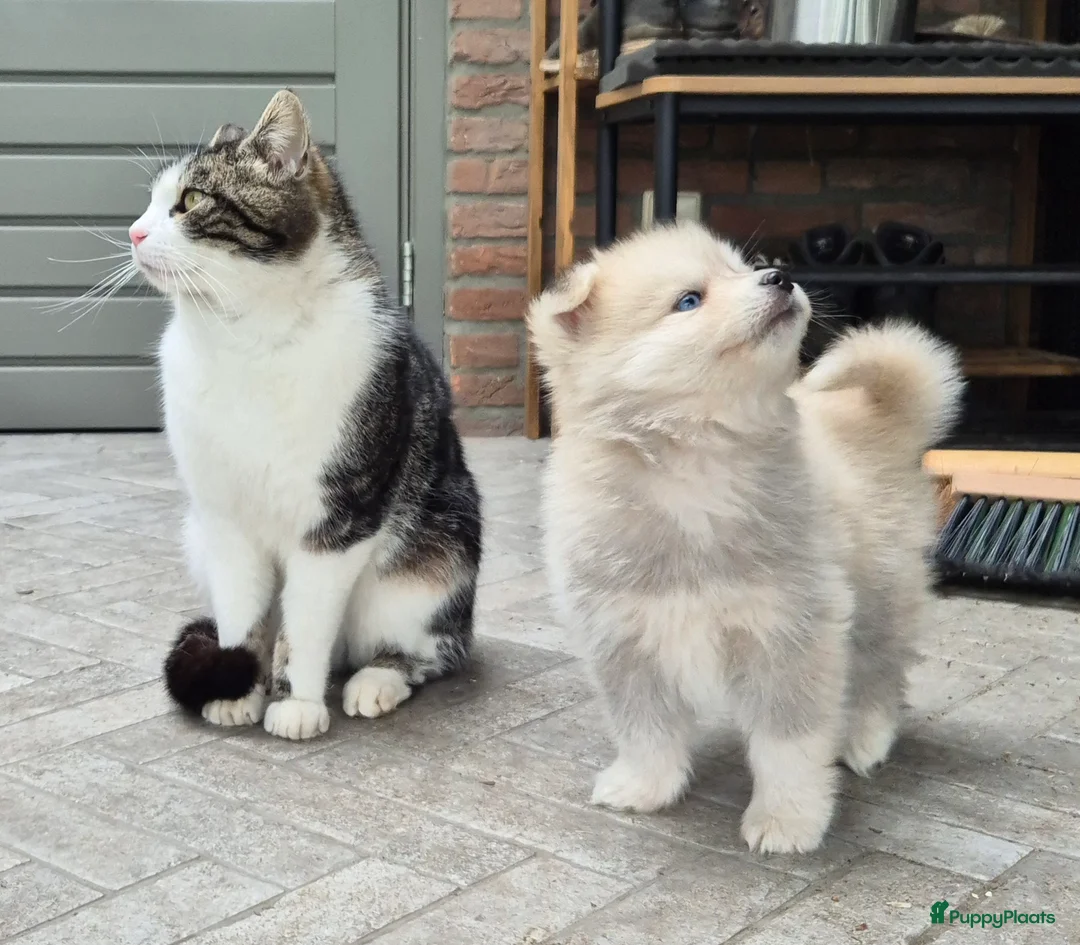 Kruising honden te koop: Pomsky x shiba inu (1/4) pups - Advertentie 2