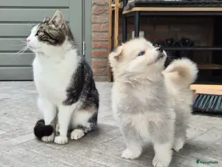 Kruising honden Pomsky x shiba inu (1/4) pups - Advertentie 15
