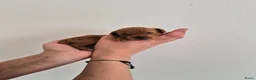 Poedel Toy honden te koop: Toypoedel pups - Advertentie 12