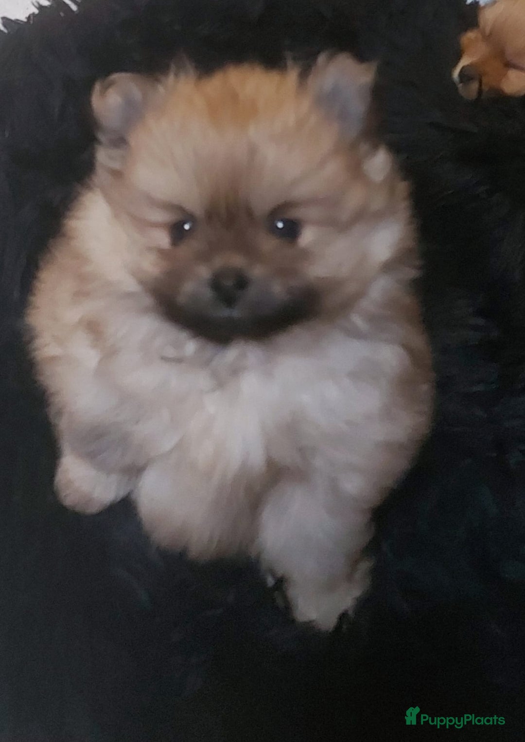 Pomeriaan honden te koop: Pomriaan puppy s - Advertentie 6