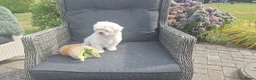 Maltezer honden te koop: Maltezer leeuwtje pup. Rasecht. Ouders aanwezig - Advertentie 11