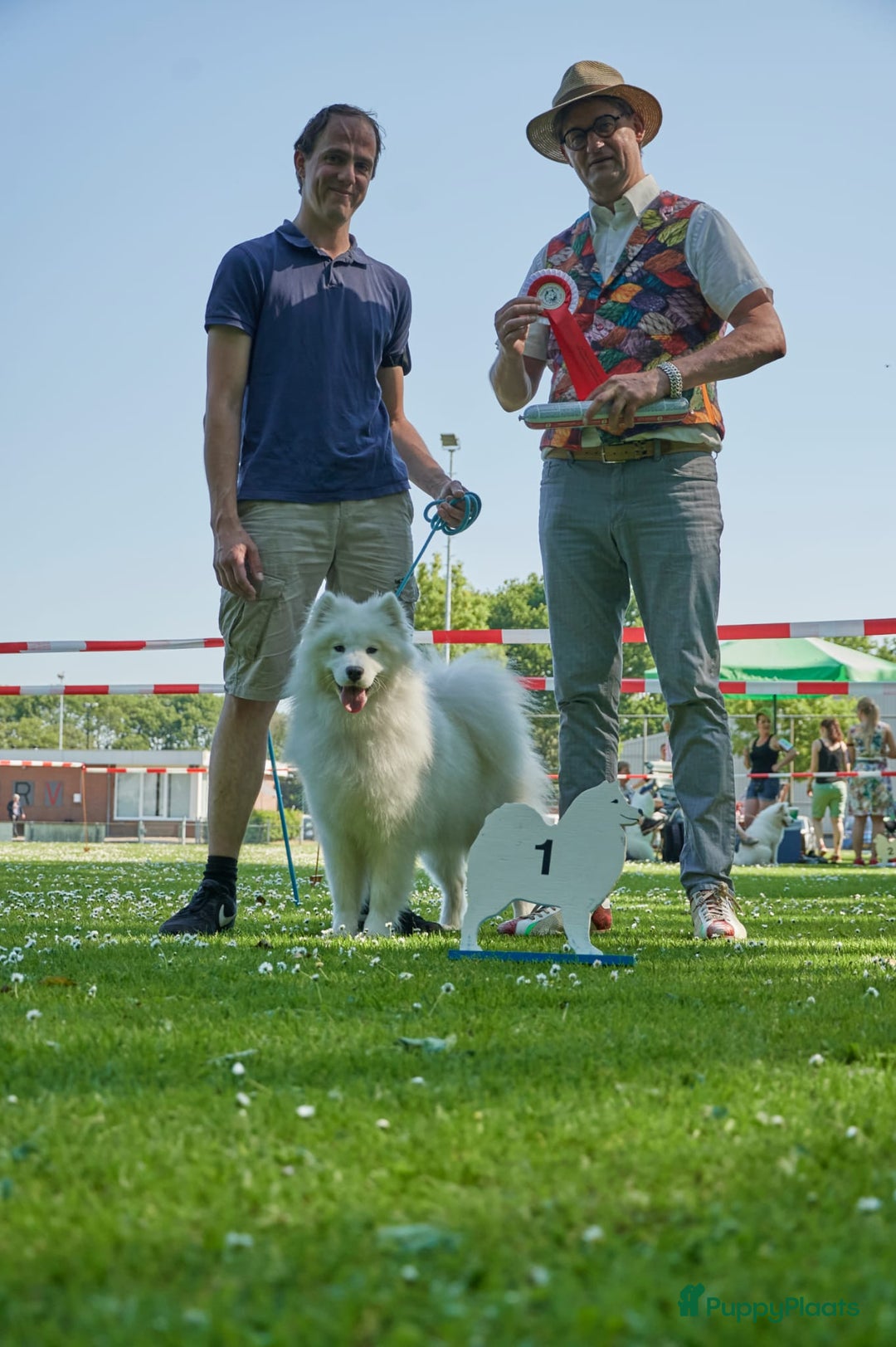 Samojeed honden te koop: Nestaankondiging Samojeedpups begin Augustus - Afbeelding 8