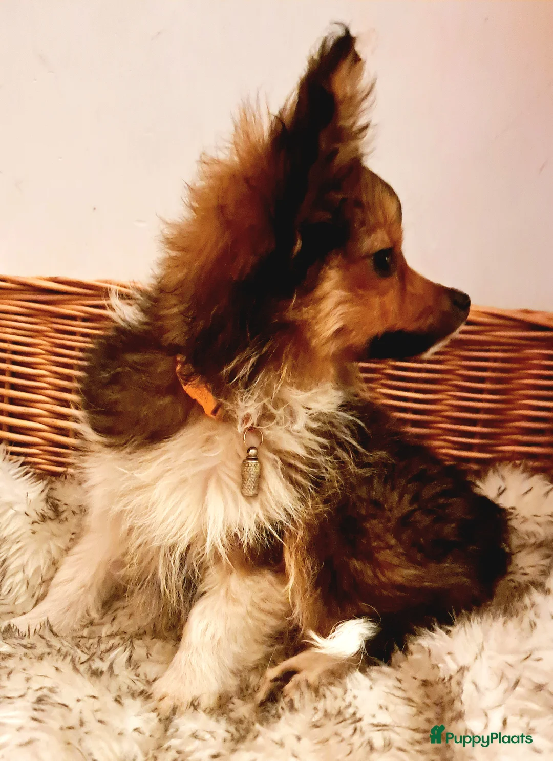 Kruising honden te koop: Driekleur reutje toy Papilla - Advertentie 7