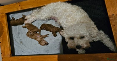 Labradoodle honden - Advertentie 5