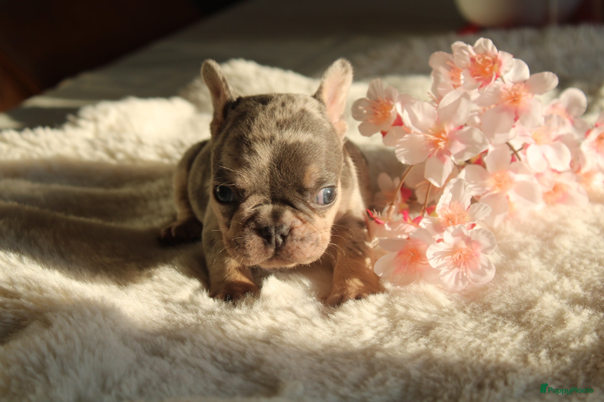 Franse Bulldog honden Franse Bulldog pups Lionheart Bloodline België  - Advertentie 2