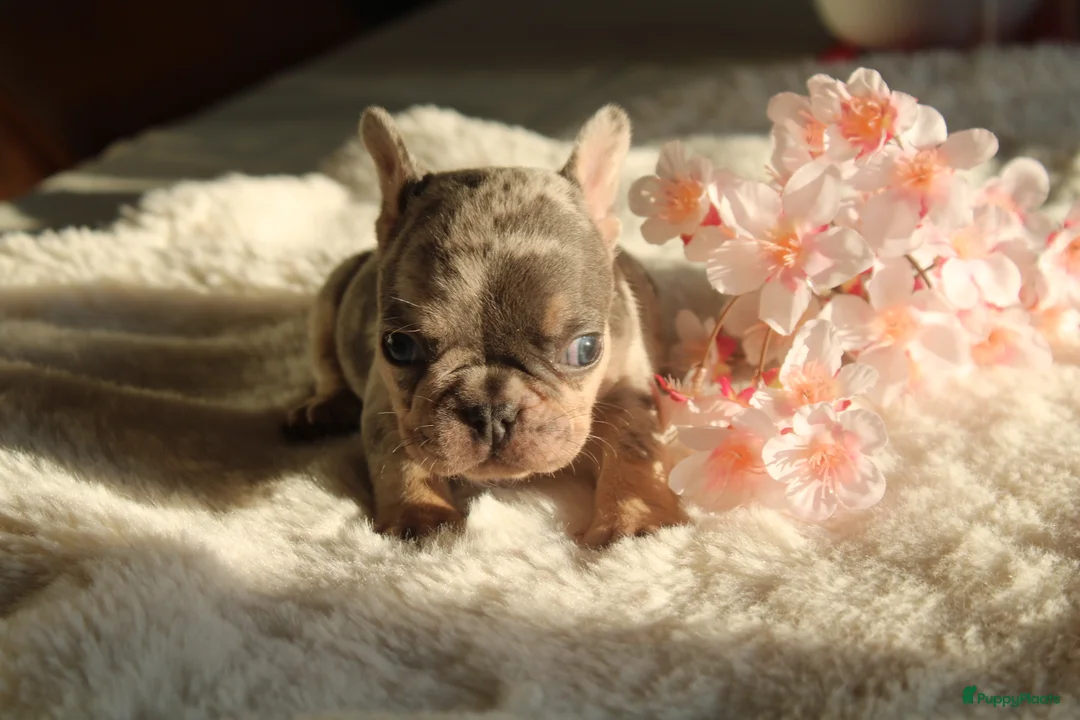 Franse Bulldog honden te koop: Franse Bulldog pups Lionheart Bloodline België  - Advertentie 2