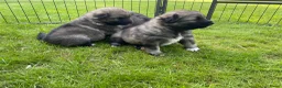 Keeshond honden te koop: Wolfsgrijze keeshond pups - Advertentie 8