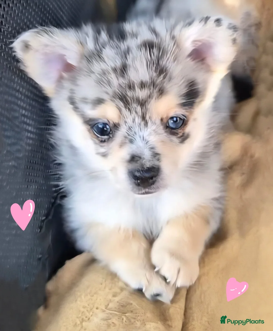 Pomchi honden te koop: SUPERSCHATTIGE POMCHI KNUFFELBEERTJES❤️ZIE FOTO'S  - Advertentie 1