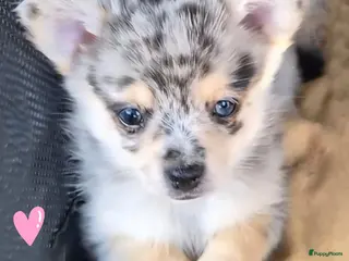Pomchi honden SUPERSCHATTIGE POMCHI KNUFFELBEERTJES❤️ZIE FOTO'S - Advertentie 12