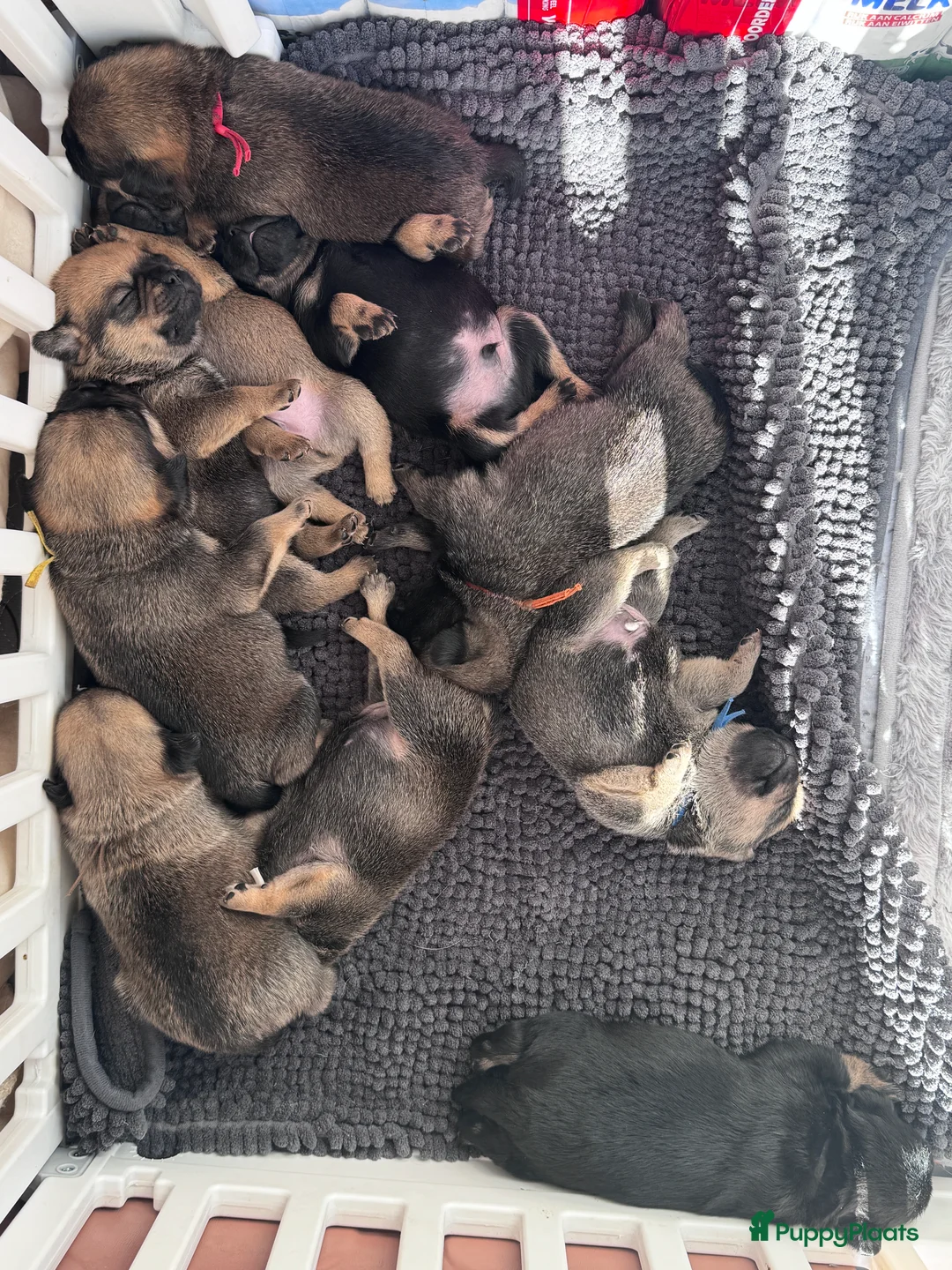 Retromops honden te koop: Mooie retromops pups - Advertentie 3