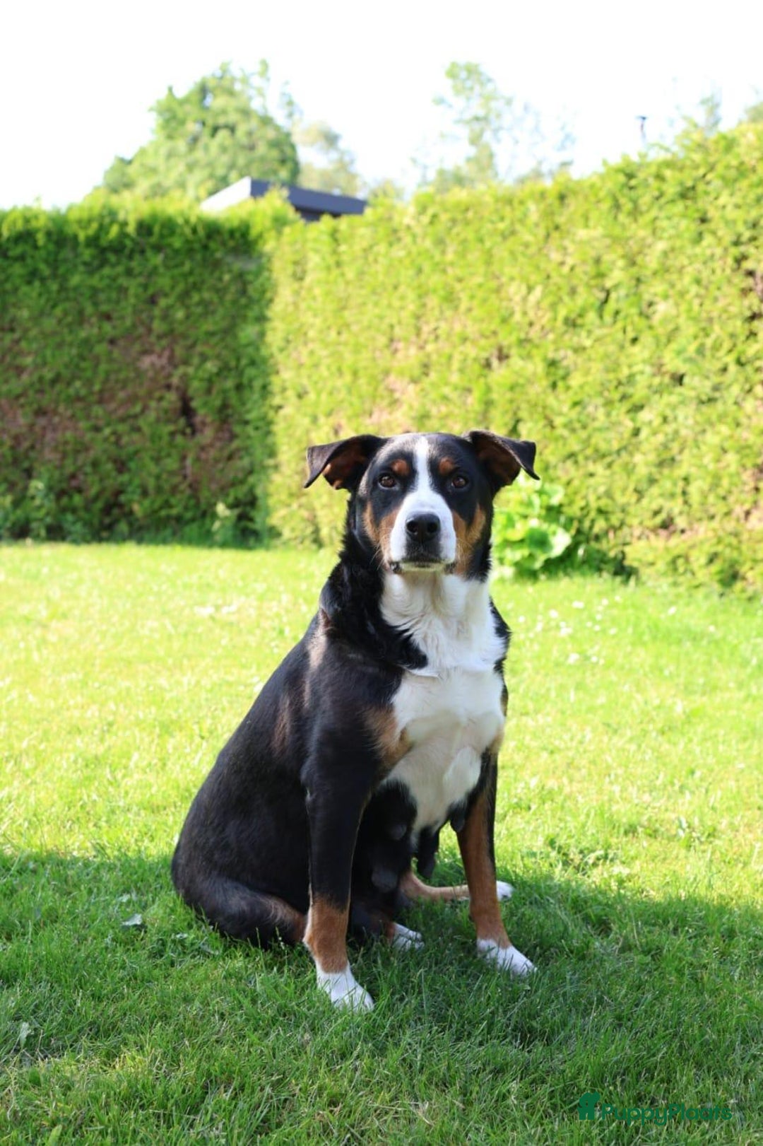 Kruising honden te koop: hele lieve, speelse pups  - Afbeelding 11