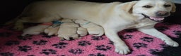 Labrador Retriever honden te koop: Authentieke Gele Labrador pups met Stamboom  - Advertentie 17