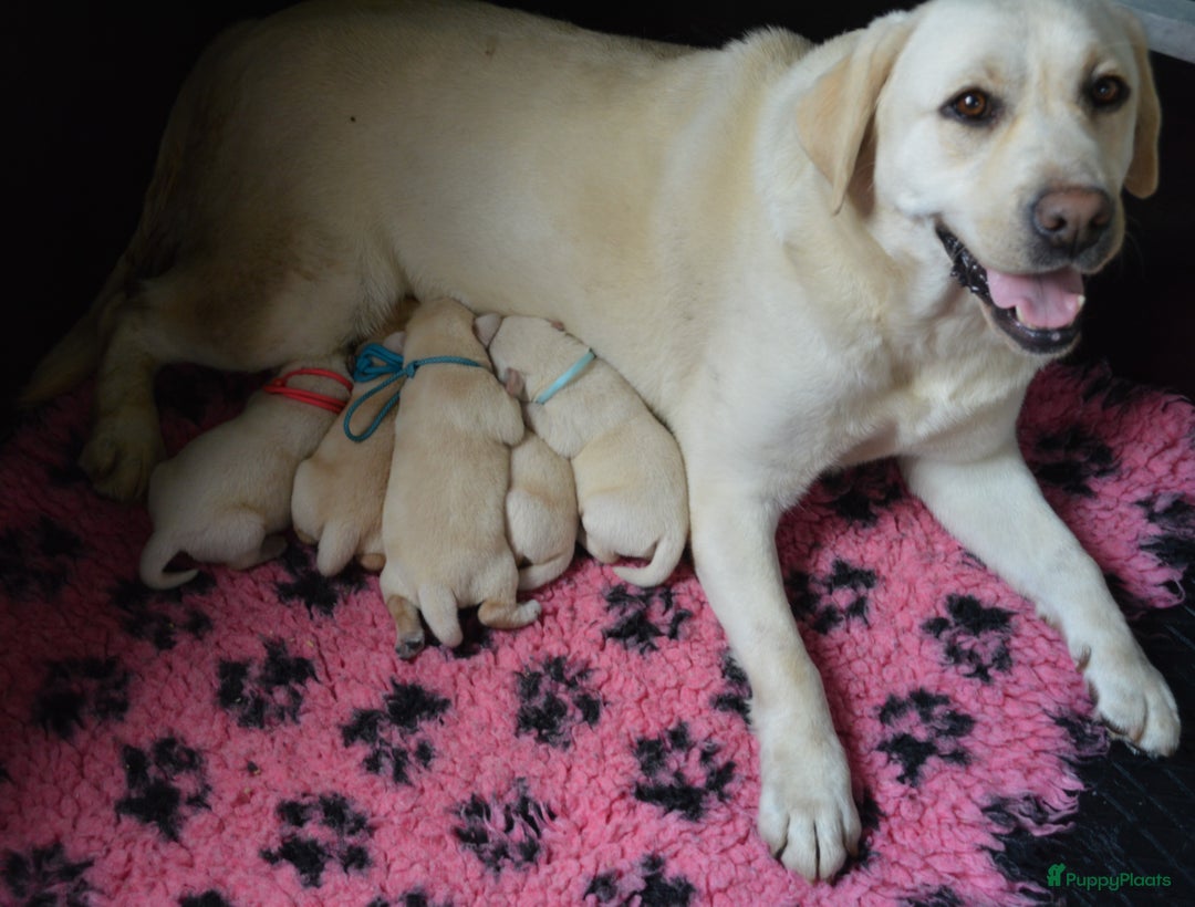 Labrador Retriever honden te koop: Authentieke Gele Labrador pups met Stamboom  - Advertentie 17