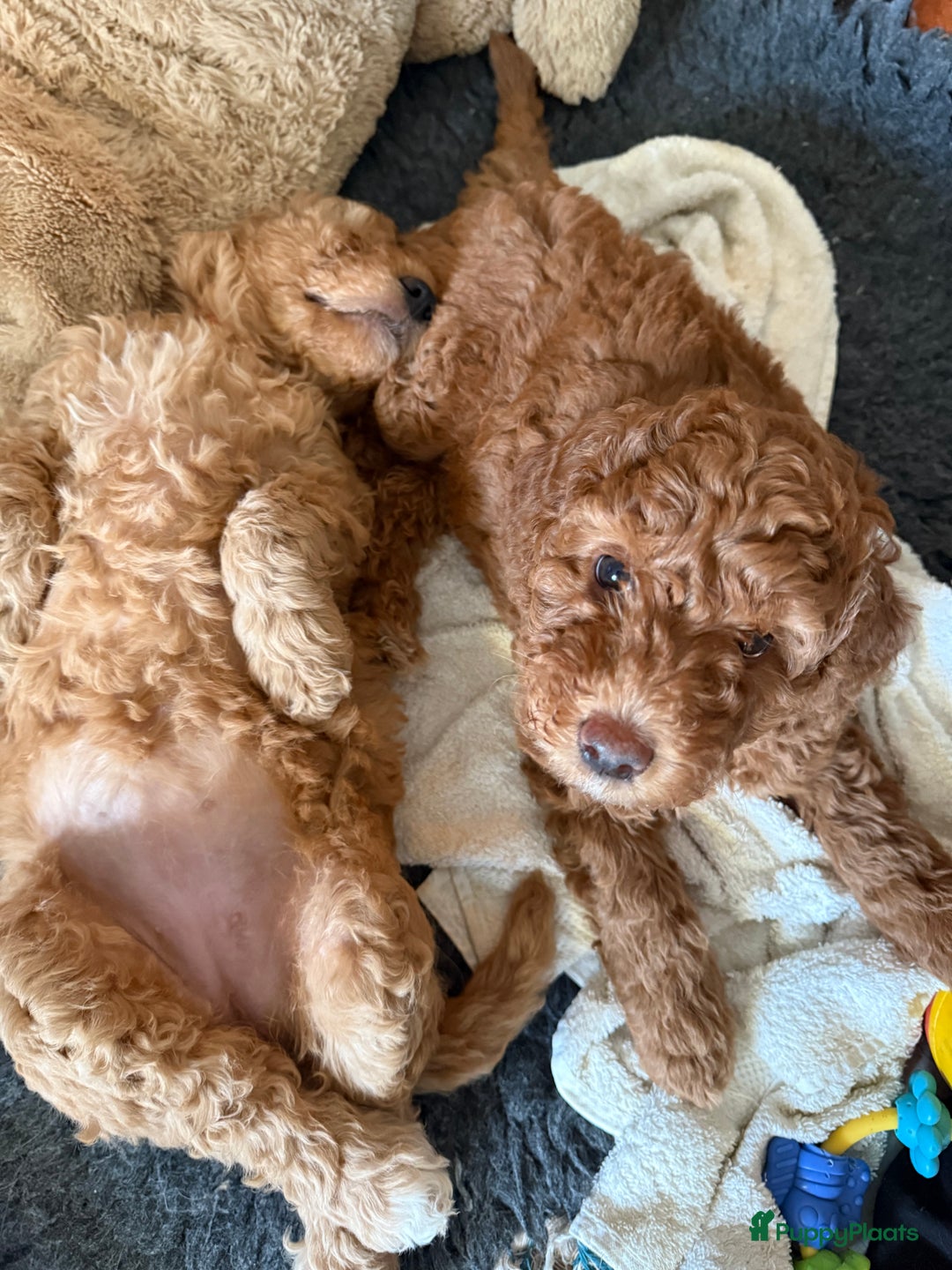 Goldendoodle honden te koop:  Prachtige F3 Doodle Pups van Roos & Sem - Advertentie 13
