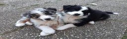 Australian Shepherd honden te koop: Stamboom pups verwacht! - Advertentie 5