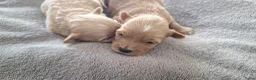 Maltipoo honden te koop: Maltipoo pups. Super mini - Advertentie 9