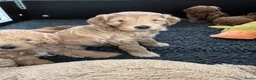 Kruising honden te koop: Australian Labradoodle pup (kleine medium) - Advertentie 2