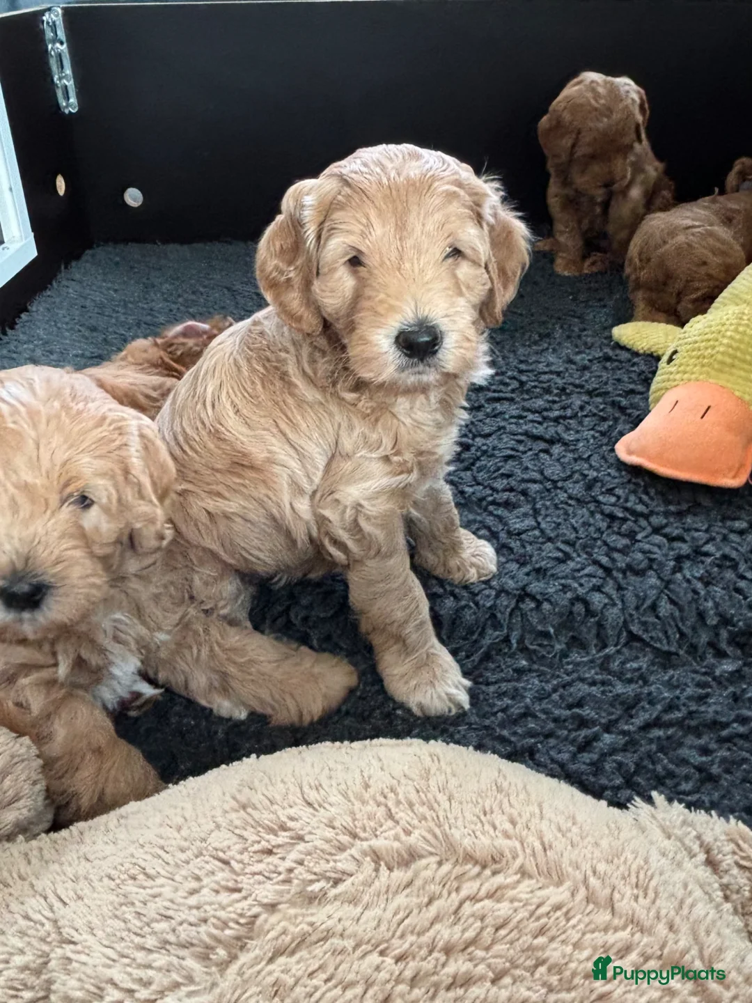 Kruising honden te koop: Australian Labradoodle pup (kleine medium) - Advertentie 2