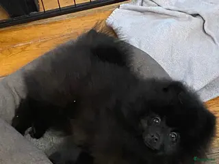 Pomeriaan honden 2 Prachtige Pomeriaan/dwergkees pups.(Reutjes)💙💙 - Advertentie 2