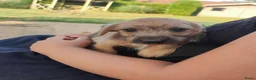 Kruising honden te koop: Doxiepoo pups. toypoedel x dwergteckel  - Advertentie 7