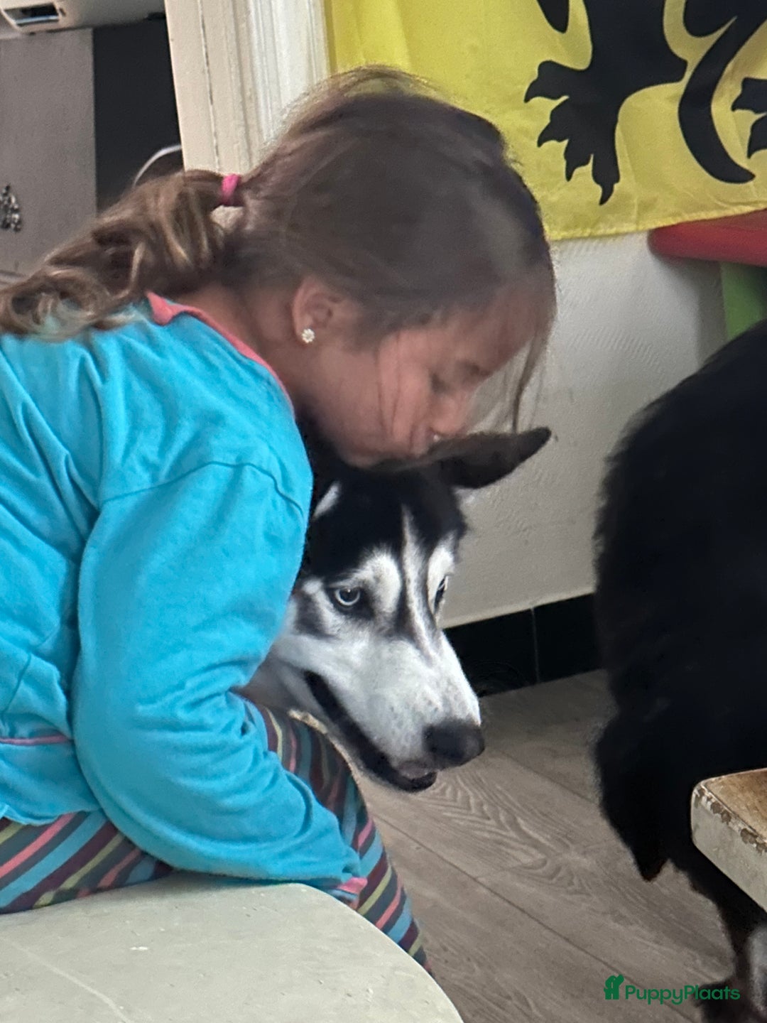 Kruising honden te koop: Liefdevolle bernsky pups  - Afbeelding 16