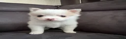 Pomsky honden te koop: Pomeriaan pomsky pups - Advertentie 9