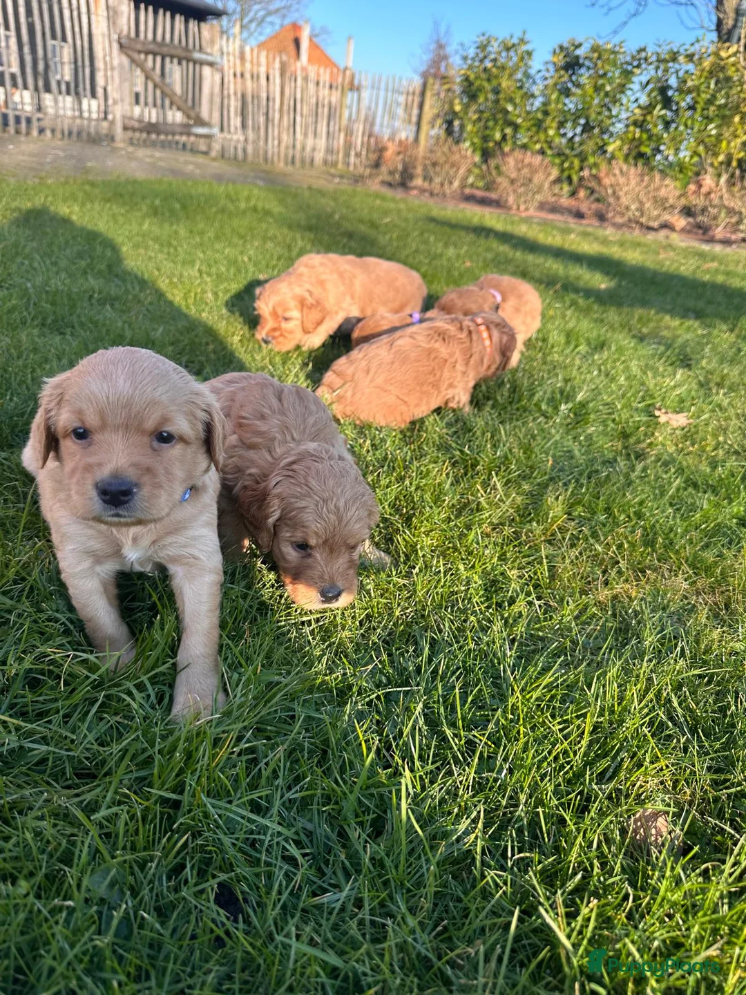 Kruising honden te koop: Labradoodle x Goldendoodle pups - Advertentie 15