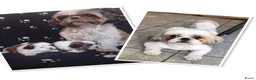Shih Tzu honden te koop: 2 Shih Tzu pups  - Advertentie 3