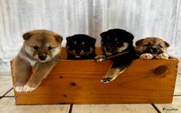 Shiba honden te koop: Shiba inu in Genk - Afbeelding 9